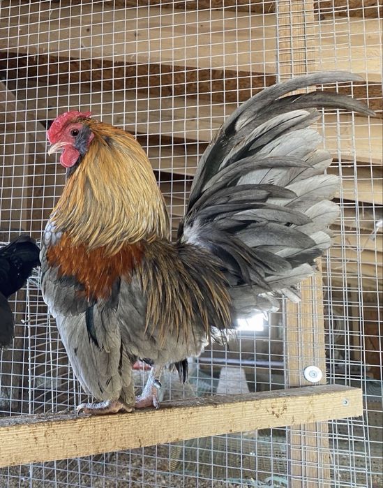 Jaja lęgowe liliputy