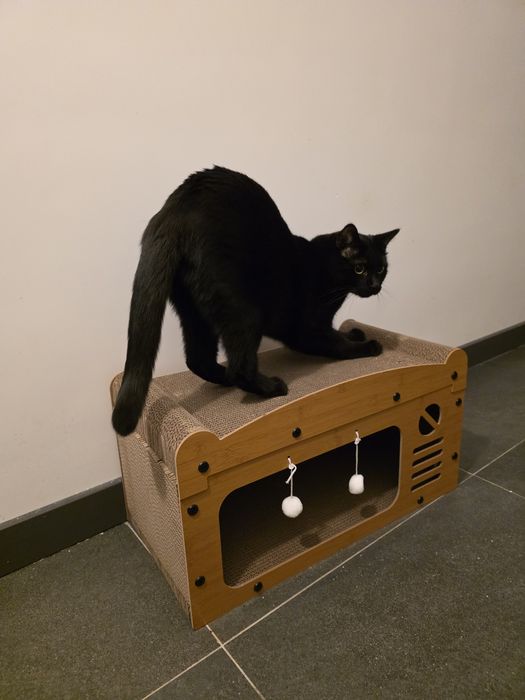 Zorro roczny kocurek do adopcji