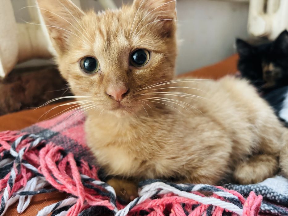 Кошенята (безкоштовно)