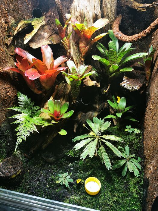 Rośliny Tropikalne do Terrarium Vivarium Paludarium