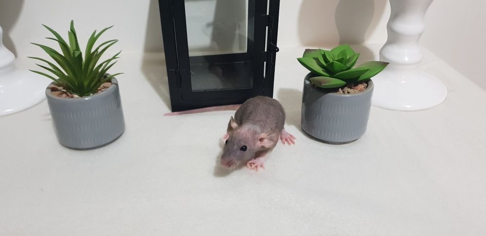 Szczur Szczurki Szczury małe i kochane
