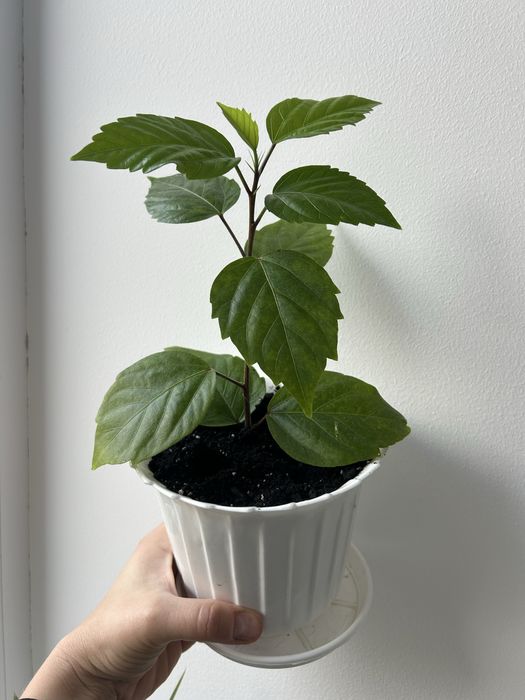 Вазон Китайська роза