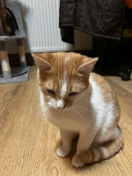 Roczna kotka szuka domu niewychodzącego