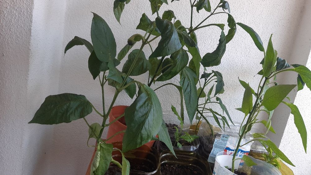Pimenteiros vareados