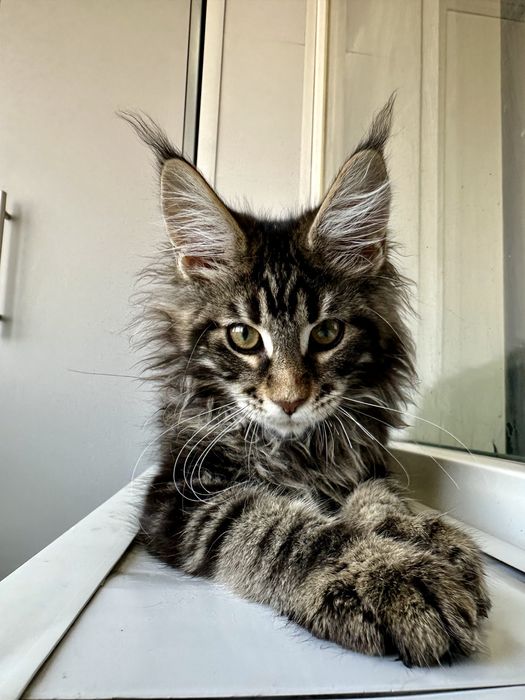 Хлопчик мейнкун мармуровий