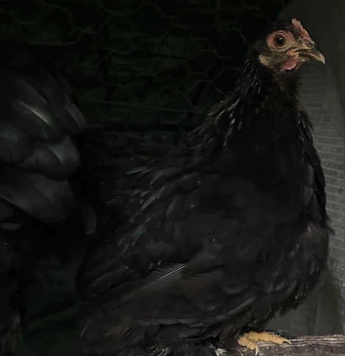 Vendo casal de pekins novos