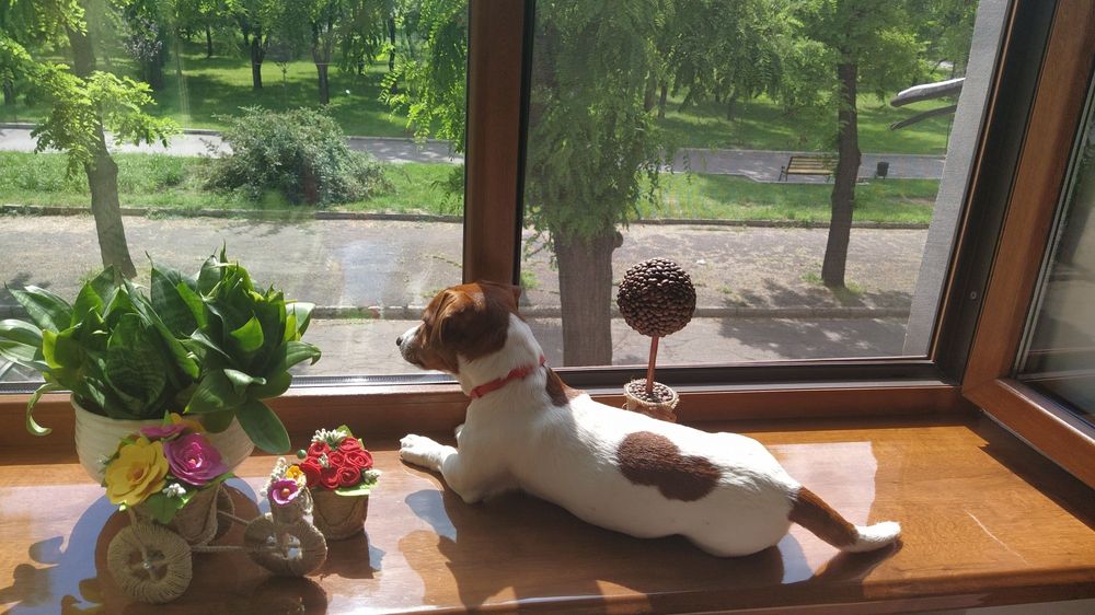 Джек Рассел Тер'єр. В'язка.