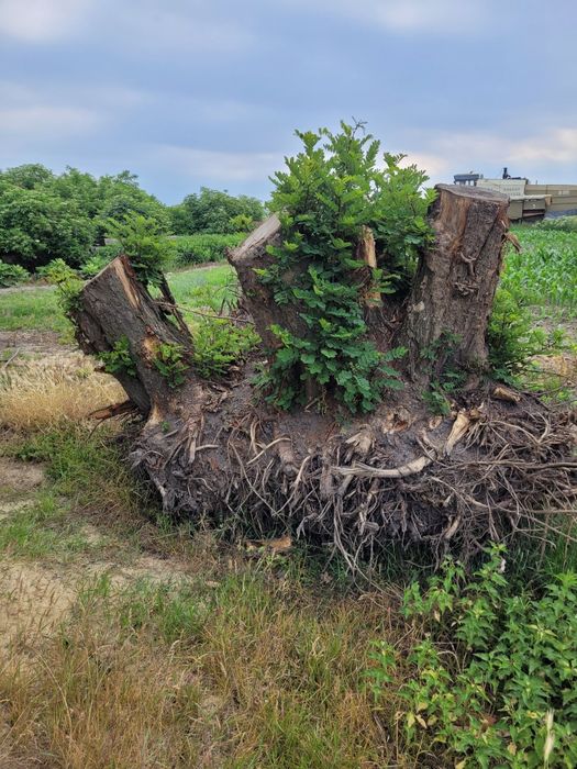 Drewno na opał okazja