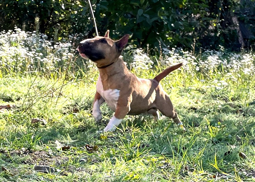 Миниатюрный бультерьер вязка