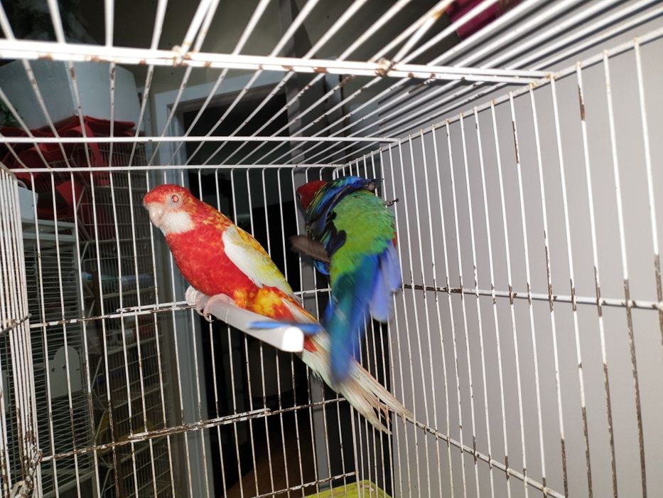 Roselias  vermelhas repordutores