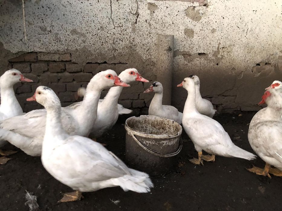 Качка біла мускусна