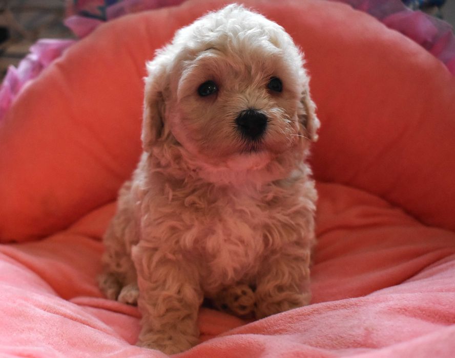 suczka maltipoo badania genetyczne
