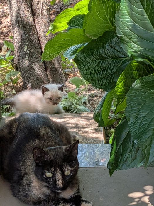 Gatinhos bebés para adoptar