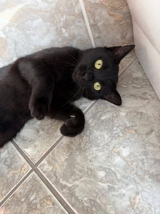 Oddam kotkę do adopcji - zarezerwowana