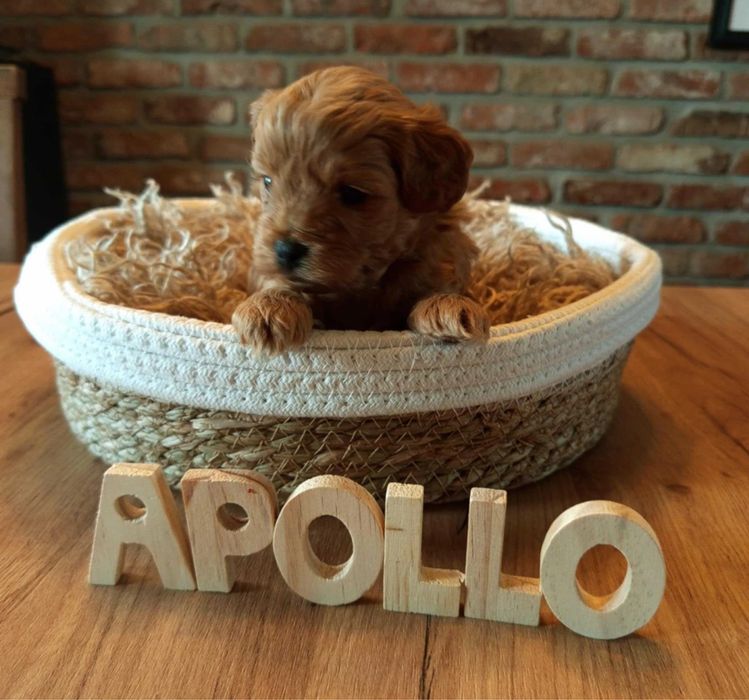 Доставка по усій країні Мальтипу міні,Мальтипу ф1 Мальтипу ф2 Мальтіпу