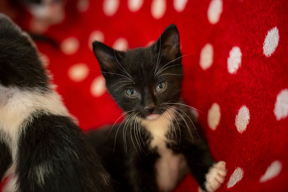 Cinco gatinhos procuram famílias