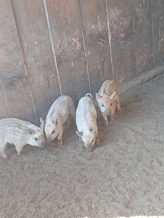 Продаю    поросят