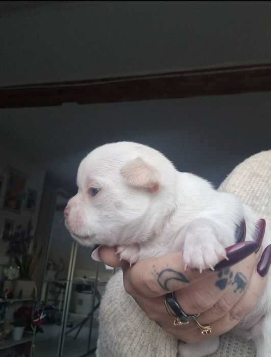 Beżowy piesek Chihuahua