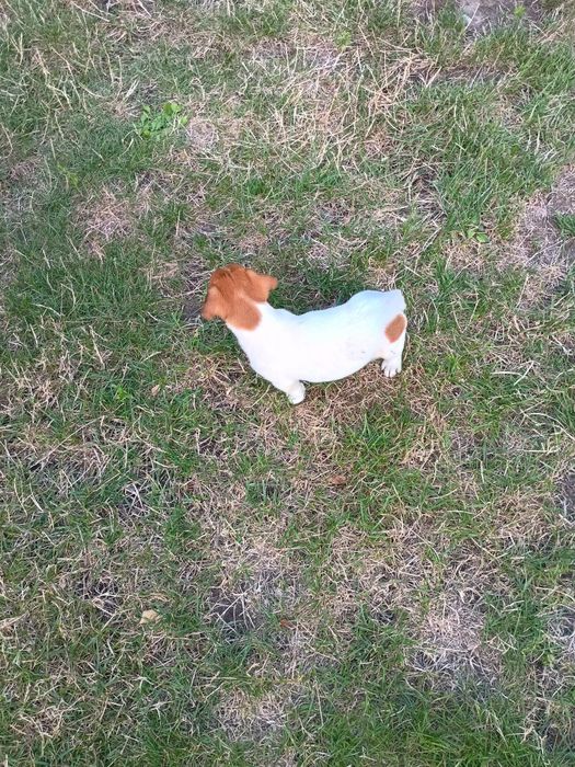 Jack Russell terrier Krótkowłosy