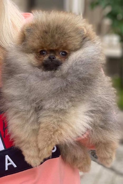 Pomeranian szpic miniaturowy