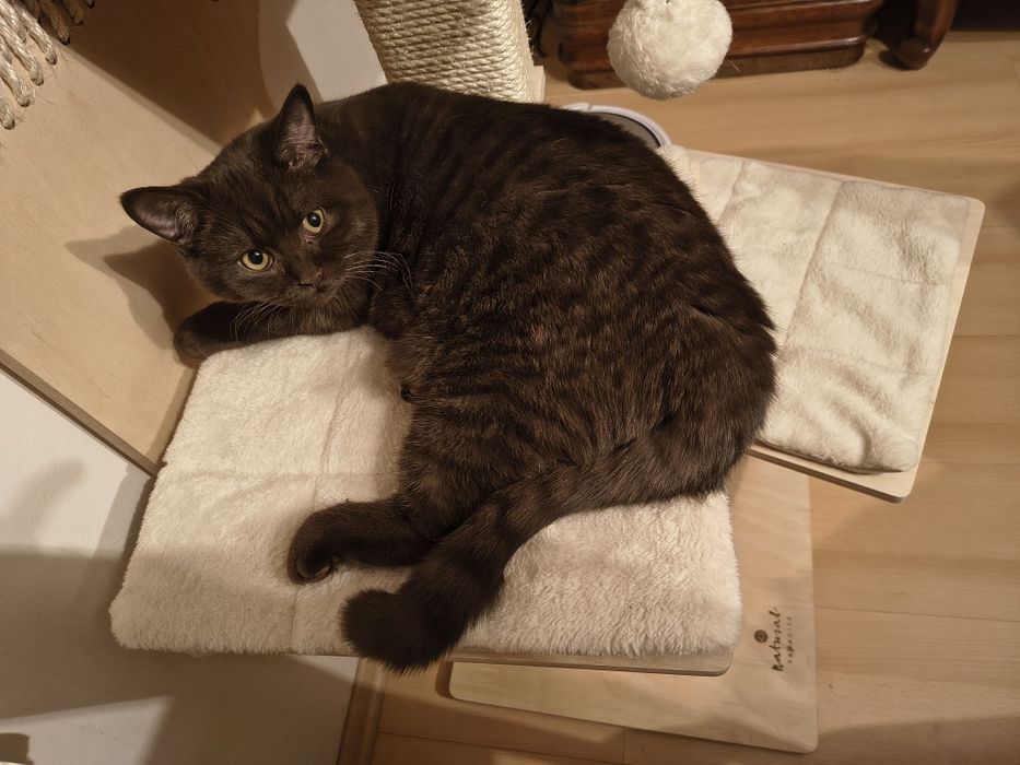 Piękna  kotka  brytyjska czekoladowa-rodowód FPL -do odbioru