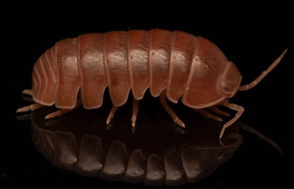 Armadillo officinalis ‚brick red’ 1szt