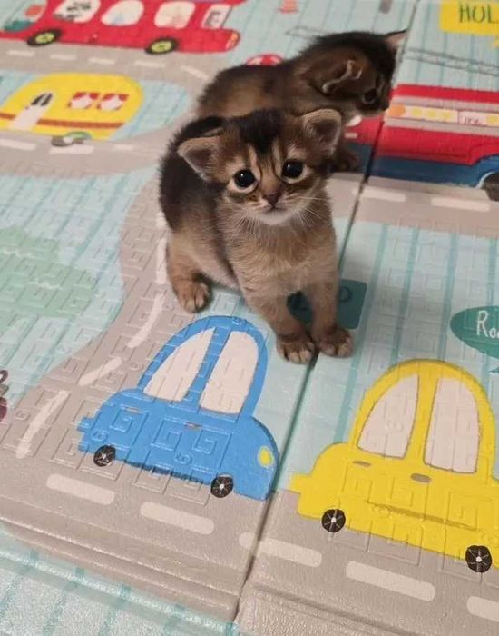 Сомалийская девочка окрас дикий