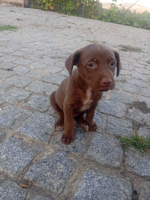 Animais para adoção