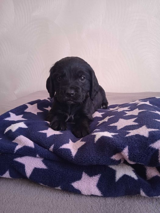 Продається щенок