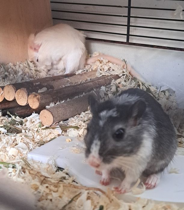 Myszoskoczki samiczki do adopcji