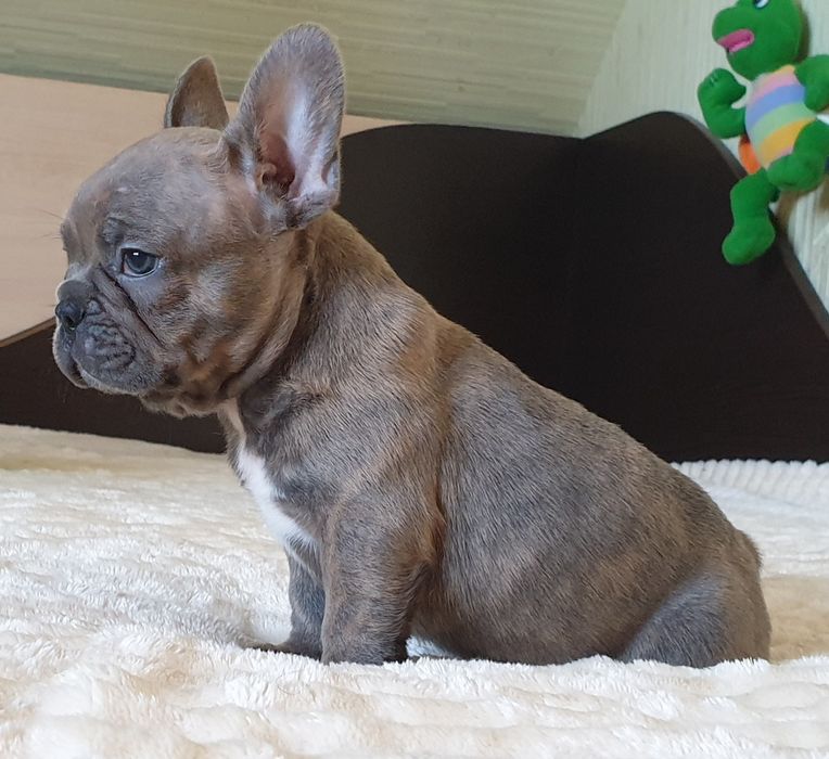 Супер генні французики