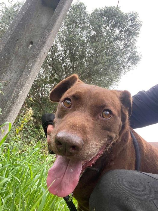 Bomboca - porte média grande para adoção