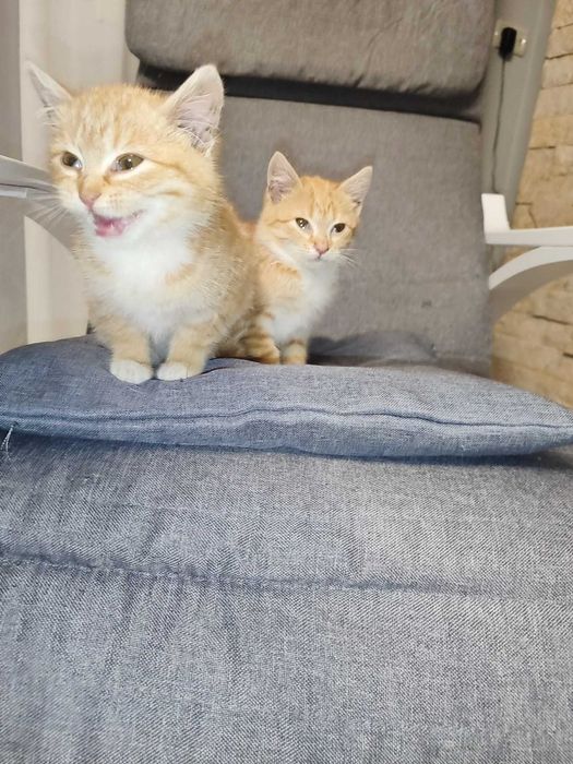 Кошеня, руде Таббі