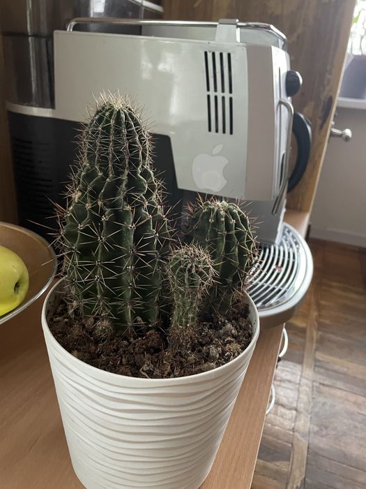 Кактус заяче вухо опунция