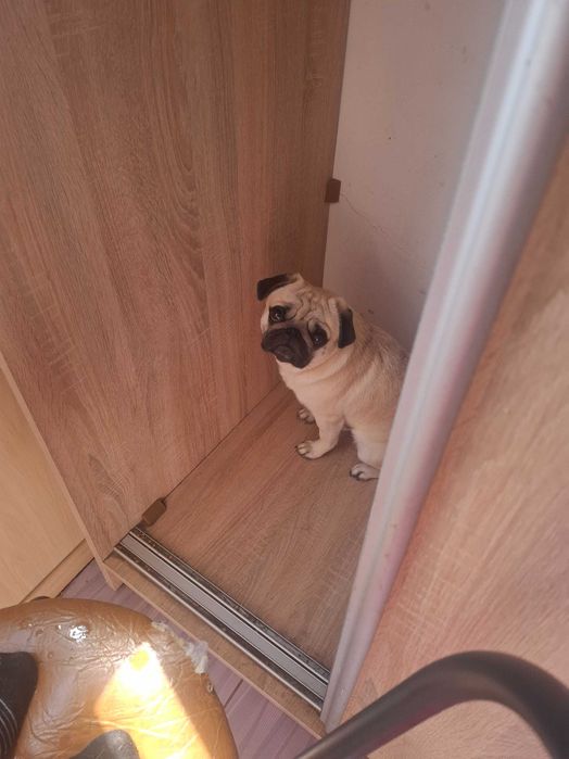 Джо мопсік шукає кохану дівчинку (В'ЯЗКА)