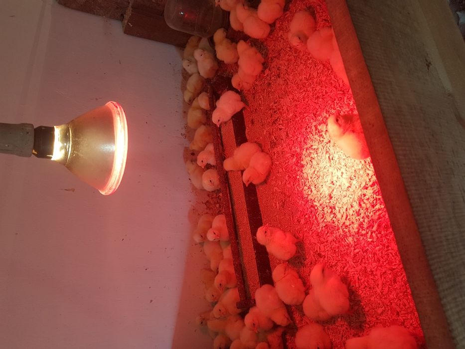 Бройлер добовий (є гурт)