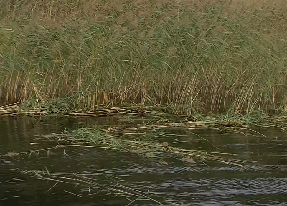 Очирето Косарка для косіння водної рослинності