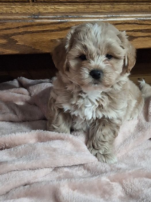 Shihpoo piesek cudaczek