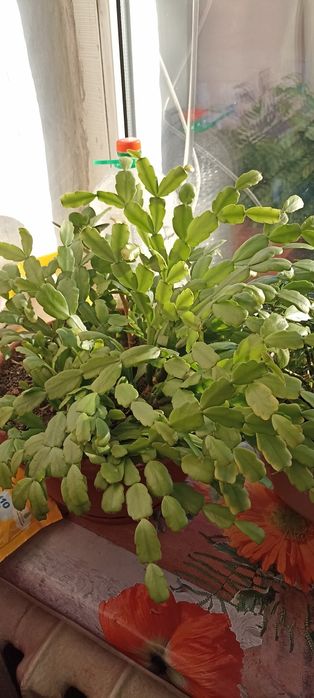 Обмін     квітів