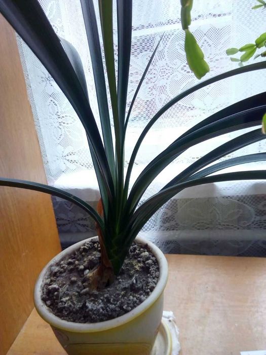 Клівія кіноварна(Clivia miniata)від 100-300 гр.
