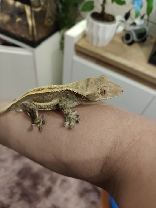 Gekon orzęsiony dorosły samiec