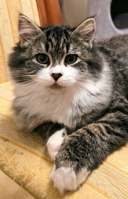 Kotka syberyjska FPL rodowód