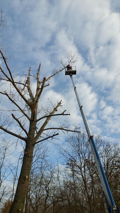 Wycinka drzew, wycinka z podnośnika