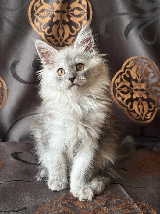 продаються кошенята  мейн-кун