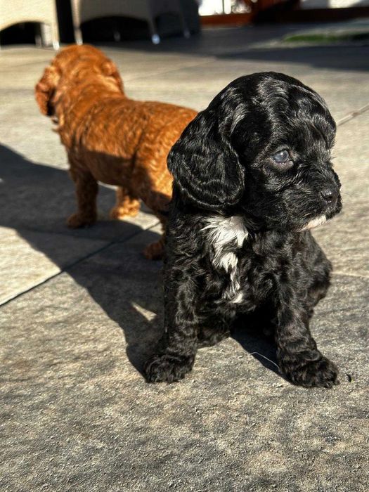 Szczeniaczek Cavapoo F1B (Cavalier, Cavapoo, Pudel)