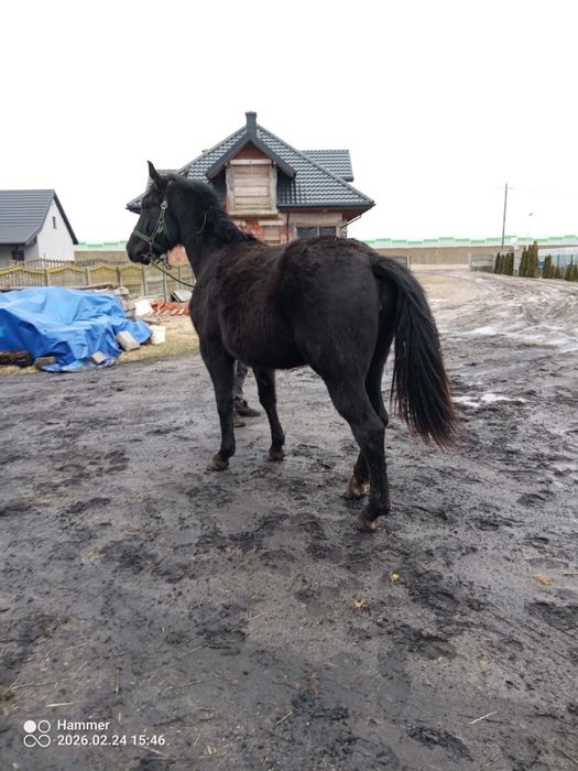 Sprzedam klacz piekną .