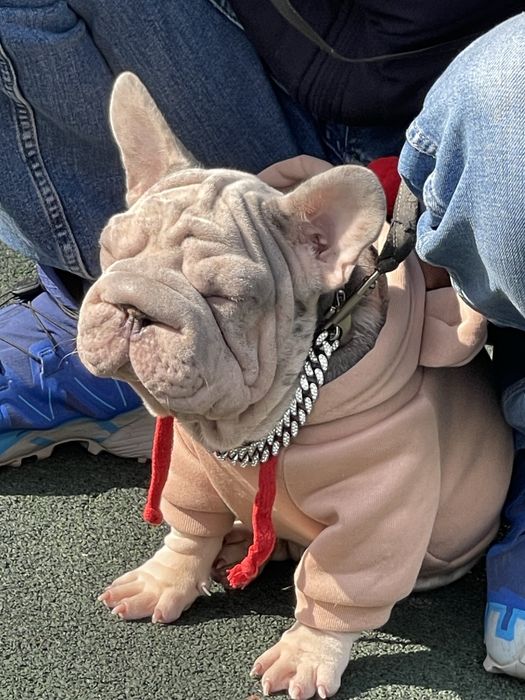 Мини французы ВИП качество и генетика