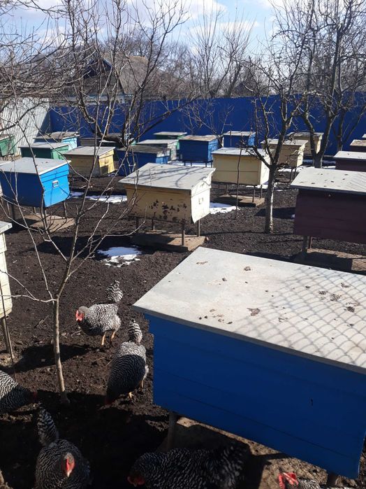 Продам Бжолопакети