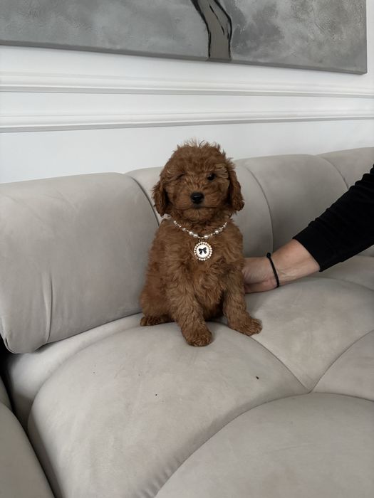 Pudel Mini suczka z rodowodem