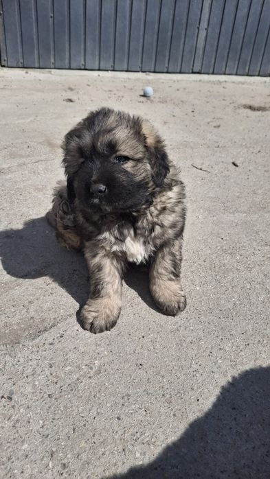 Szczeniaki owczarek kaukaski